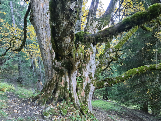 Habitatbaum